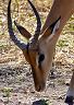 17-impala-2