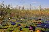 78-lilie_wodne_na_rzece_okavango-botswana