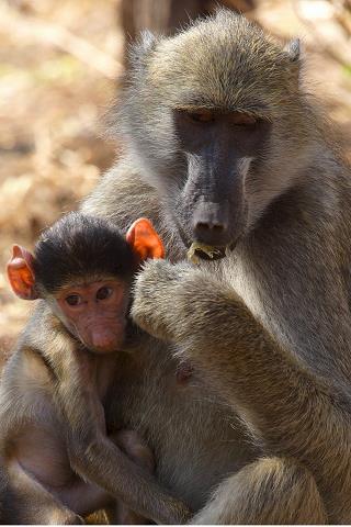 68-chacma_baboon_z_malenstwem.jpg