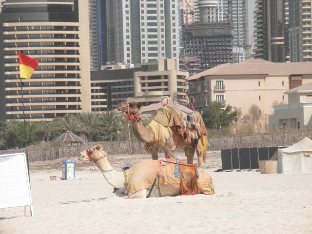 23-wielblady_gotowe_do_przejazdzki-dubaj.jpg