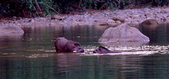 25-tapiry.jpg