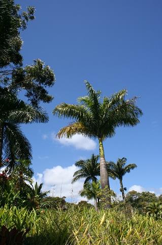 27-flora_w_parku_kahanu_-_maui_island_-_hawaje.jpg