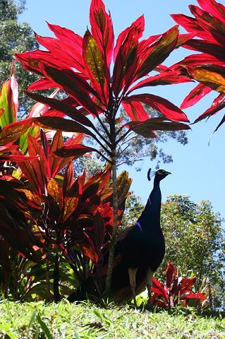 31-flora_i_fauna_w_parku_kahanu_-_maui_island_-_hawaje.jpg