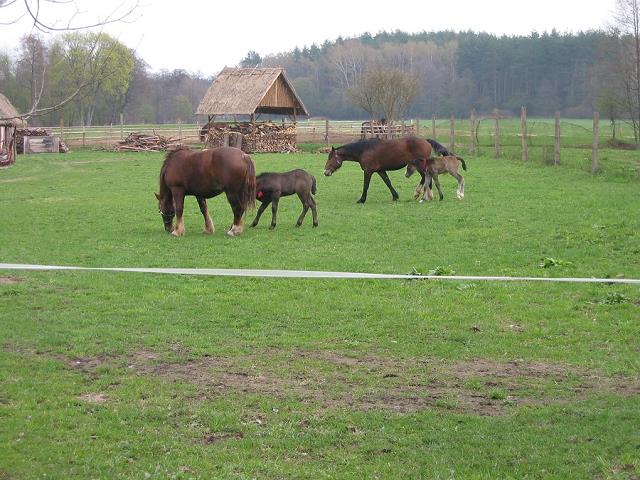 35-konie_w_guzowym_mlynie.jpg
