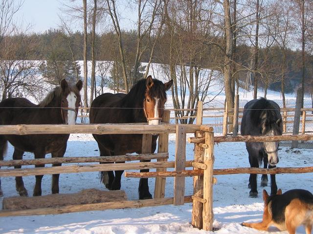 86-czekamy_na_sniadanie-2005.jpg