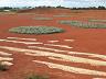 botanic_garden_cranbourne-1
