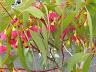 botanic_garden_cranbourne-10