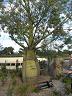 botanic_garden_cranbourne-19