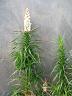 botanic_garden_cranbourne-22