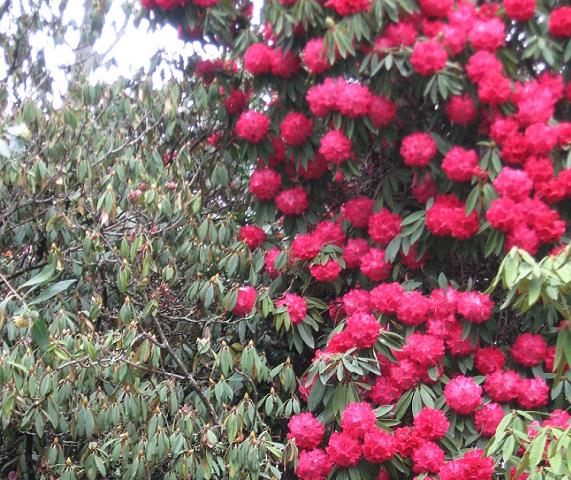botanic_garden-31.jpg