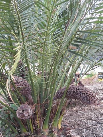 botanic_garden_cranbourne-27.jpg