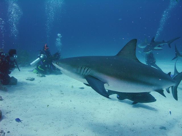 20-piekny_rekin-bahamas-walker-s_key.jpg