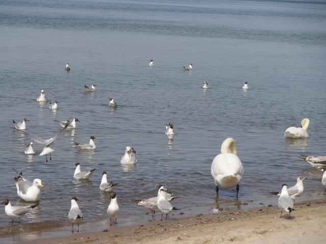 27-sasiedzkie_pogaduszki.jpg