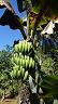 26-bananowiec_na_farmie_alain