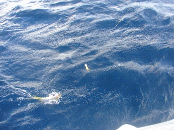Holowanie kolejnej Yellowtail Snapper - Morze Karaibskie
