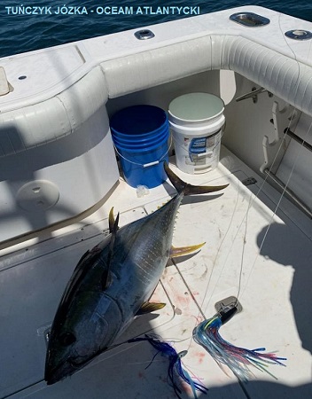 Tuna Jozka